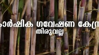 Embedded thumbnail for AGRICULTURAL RESEARCH STATION THIRUVALLA | കാർഷിക ഗവേഷണ കേന്ദ്രം തിരുവല്ല | KAU