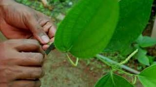 Embedded thumbnail for കരുമുളകിലെ കുള്ളൻ വള്ളി കൃഷിരീതി Dwarf drum method of black pepper