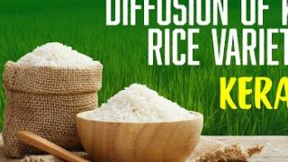 Embedded thumbnail for DIFFUSION OF KAU RICE VARIETIES | KERALA | കേരള കാർഷിക സർവ്വകലാശാല പുറത്തിറക്കിയ നെല്ലിനങ്ങൾ