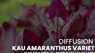 Embedded thumbnail for DIFFUSION OF KAU AMARANTHUS  VARIETIES | KERALA| കേരള കാർഷിക സർവ്വകലാശാല പുറത്തിറക്കിയ ചീര ഇനങ്ങൾ