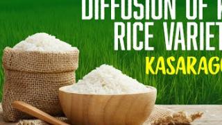 Embedded thumbnail for DIFFUSION OF KAU RICE VARIETIES | KASARAGODE | കേരള കാർഷിക സർവ്വകലാശാല പുറത്തിറക്കിയ നെല്ലിനങ്ങൾ