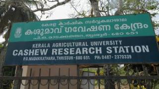 Embedded thumbnail for Cashew Research Station , Madakkathara (കശുമാവ്  ഗവേഷണ  കേന്ദ്രം , മാടക്കത്തറ )