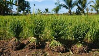 Embedded thumbnail for Rice Research Station Mancompu | നെല്ല് ഗവേഷണ കേന്ദ്രം മങ്കൊമ്പ്